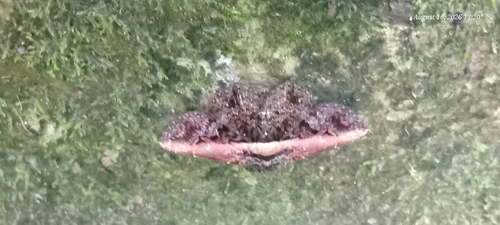 Selenisa lanipes