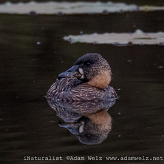 Thalassornis leuconotus