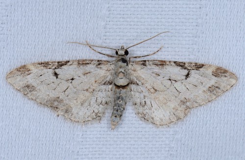 Eupithecia zelmira photo 3