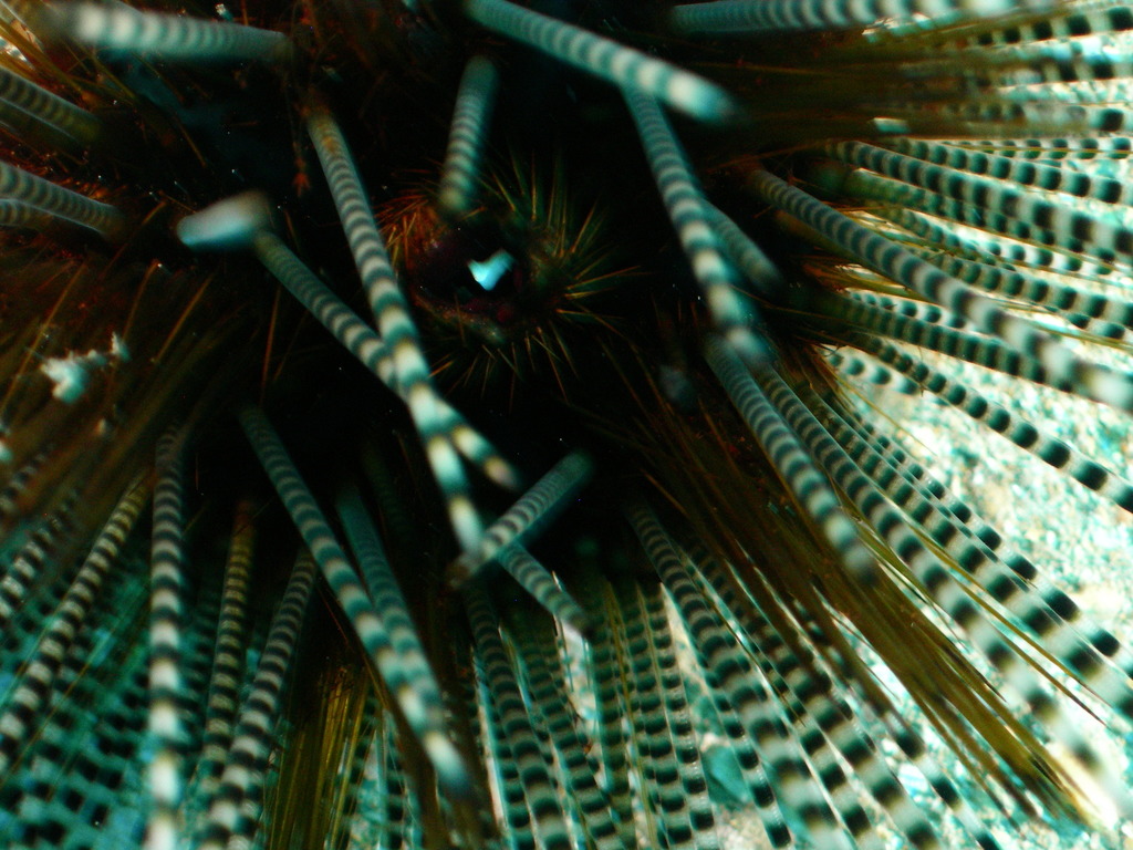 Banded sea urchin