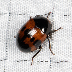 Diaperis nigronotata