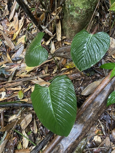 Philodendron ornatum
