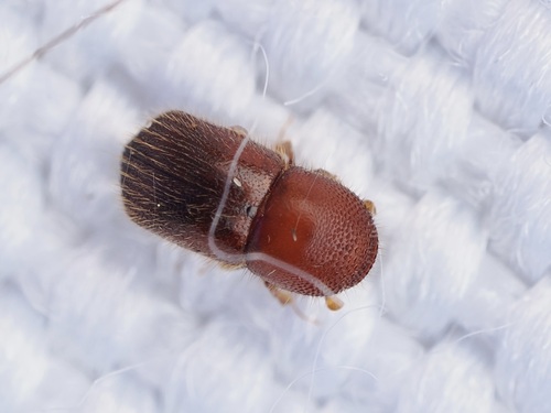 Xylosandrus crassiusculus, 2026-08-15