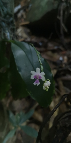 Phalaenopsis deliciosa