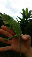 Polychrus marmoratus