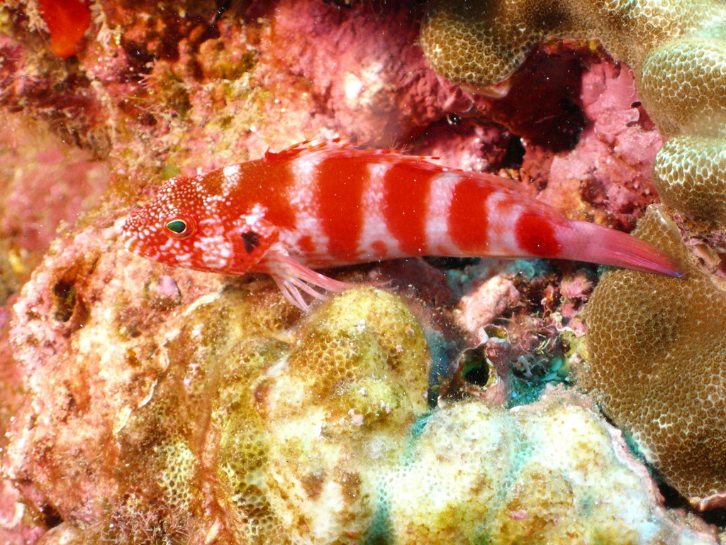 Photo of Banded Hawkfish (Cirrhitops fasciatus)