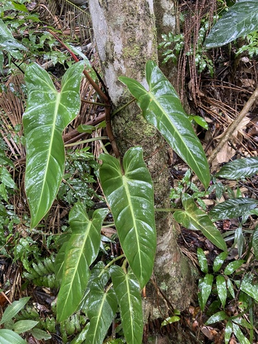 Philodendron neglectum