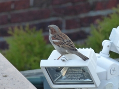 Passer domesticus
