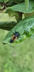 Harmonia axyridis
