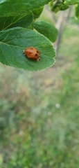 Harmonia axyridis