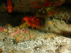 Enoplometopus occidentalis