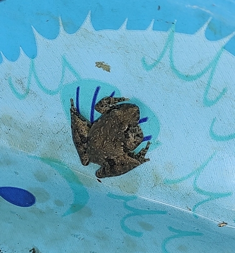 Blanchard's Cricket Frog