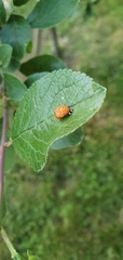 Harmonia axyridis