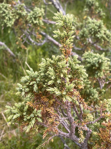 common juniper