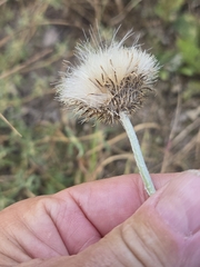Cirsium texanum