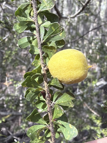 Pittosporum spinescens, photograph 6