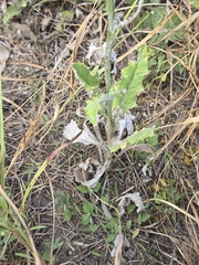 author not stated, no rights reserved Cirsium texanum, photograph author not stated, no rights reserved