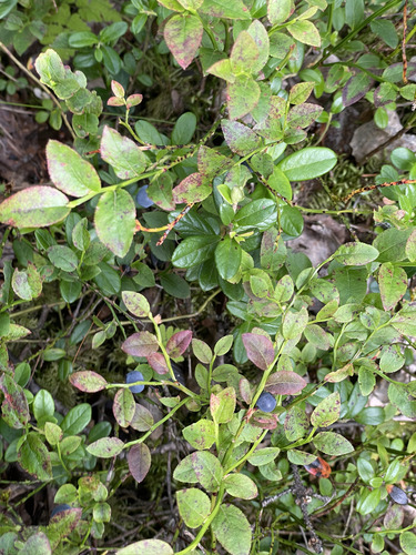 common bilberry