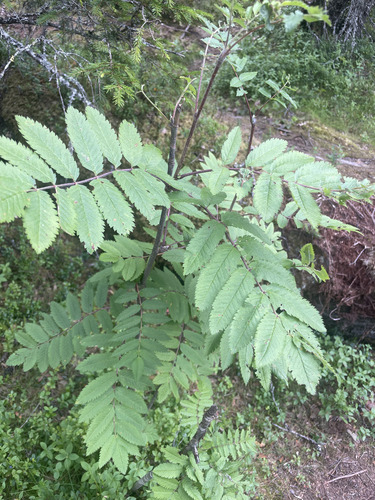 European mountain ash