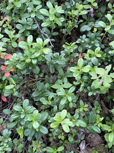Lingonberry