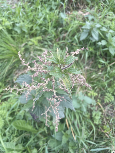 great stinging nettle