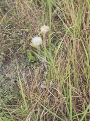 author not stated, no rights reserved Cirsium texanum, photograph author not stated, no rights reserved