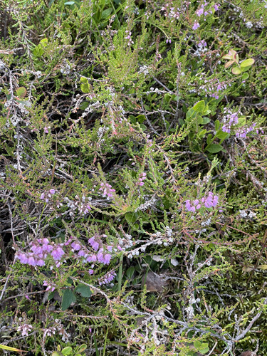 common heather