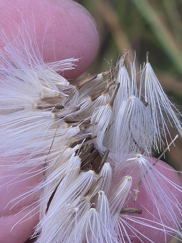 Cirsium texanum, photograph 4
