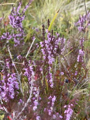 common heather