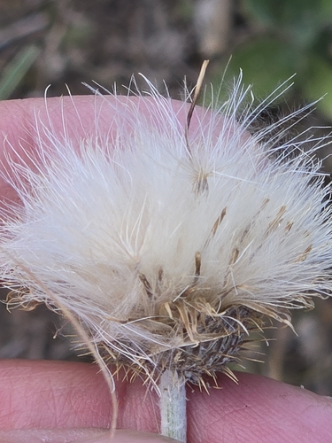 Cirsium texanum, photograph 5