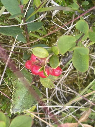 Lingonberry