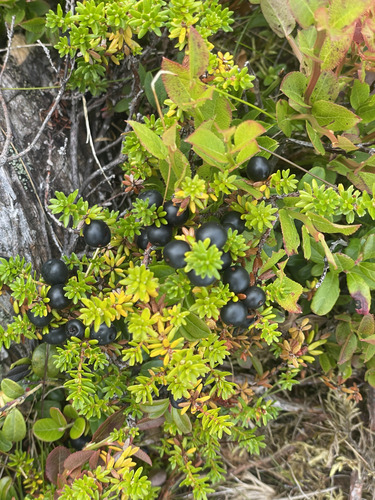 black crowberry