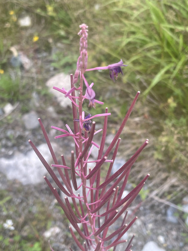 fireweed