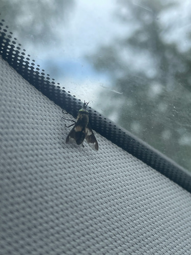 Splayed Deer Fly