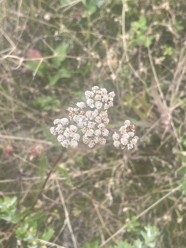 common yarrow