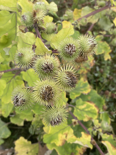 greater burdock