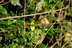 Contopus latirostris