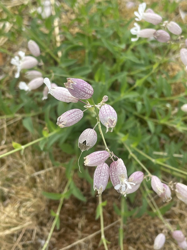 bladder campion
