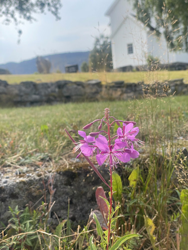 fireweed