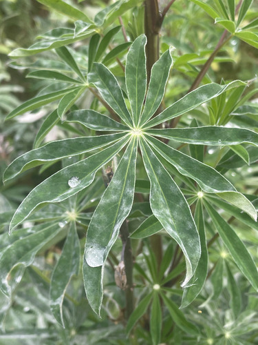 Large-leaved lupine