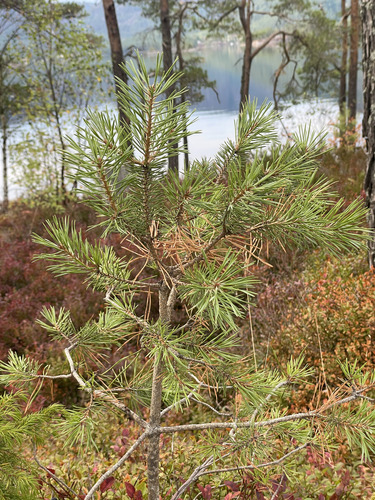 Scots pine