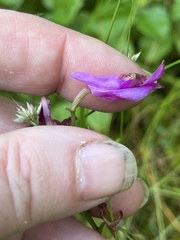 Calopogon tuberosus, photograph author not stated, no rights reserved