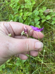 Calopogon tuberosus, photograph author not stated, no rights reserved