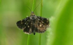 Heliothela wulfeniana