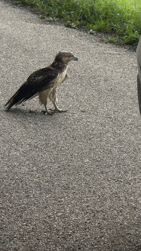 Red-tailed Hawk