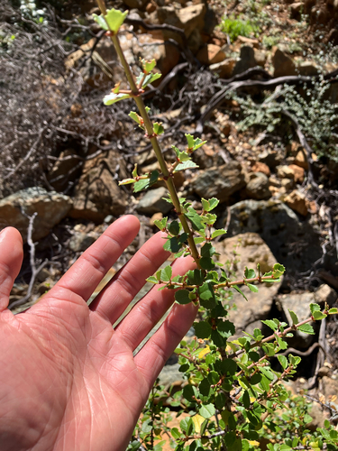 Ceanothus jepsonii, photograph 3