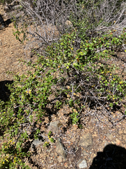Ceanothus jepsonii, photograph author not stated, no rights reserved