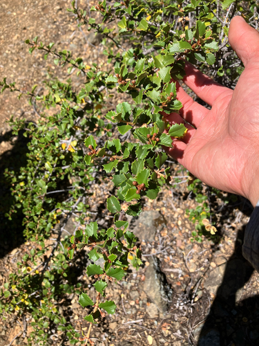 Ceanothus jepsonii, photograph 1