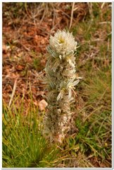 Asphodeline taurica