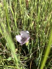 Calochortus umbellatus